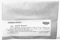 Lachnum sulphureum image